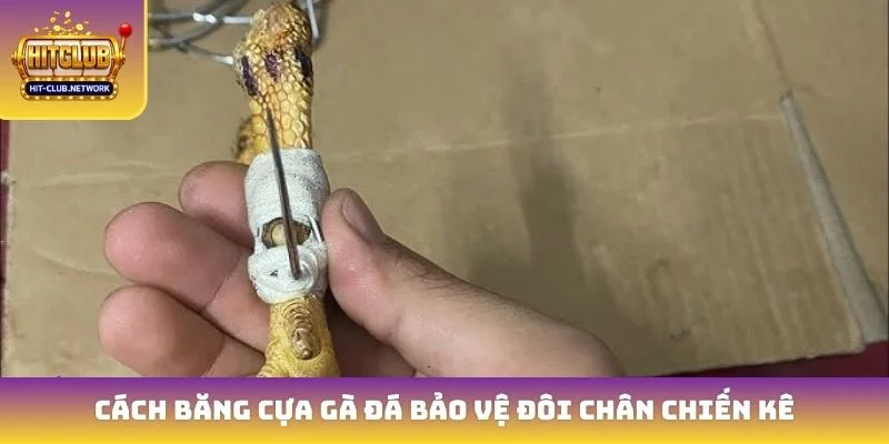 Cách băng cựa gà đá bảo vệ đôi chân chiến kê