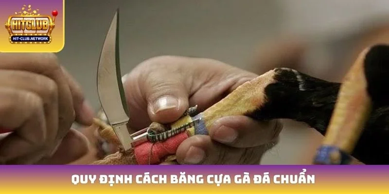 Quy định cách băng cựa gà đá chuẩn