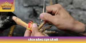 Cách Băng Cựa Đà Đá