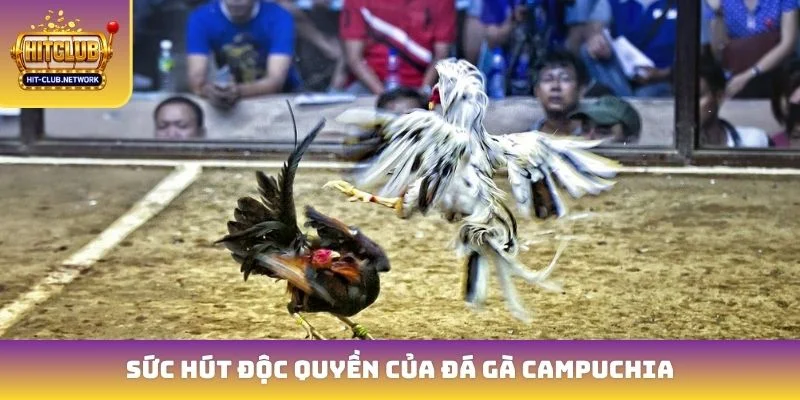 Sức hút độc quyền của đá gà Campuchia