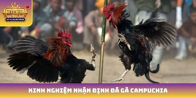 Kinh nghiệm nhận định đá gà Campuchia