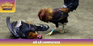 Đá Gà Campuchia