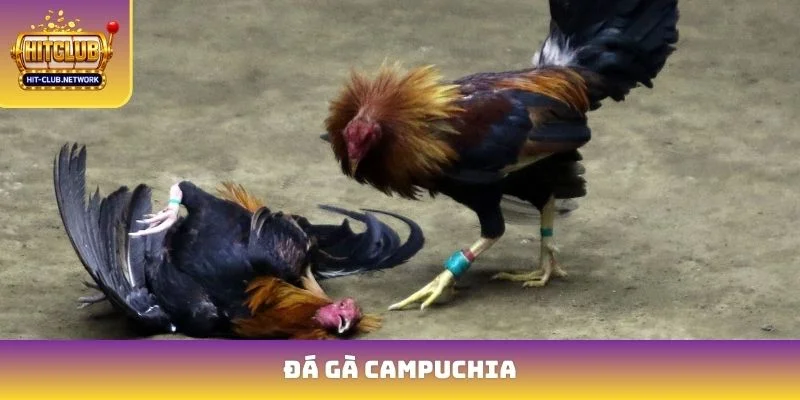 Đá Gà Campuchia