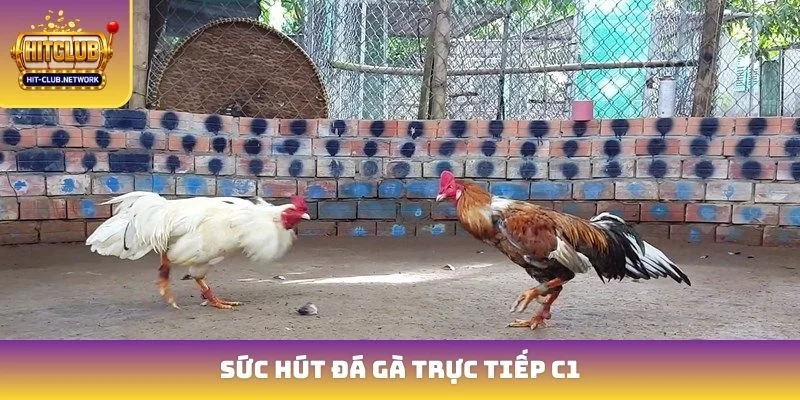 Sức hút đá gà trực tiếp C1