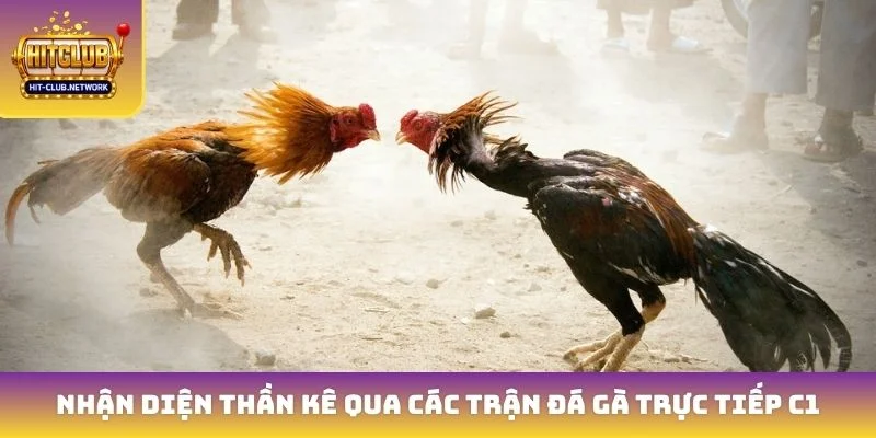 Nhận diện thần kê qua các trận đá gà trực tiếp C1