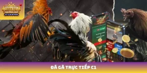 Đá Gà Trực Tiếp C1