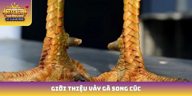 Giới thiệu vảy gà song cúc