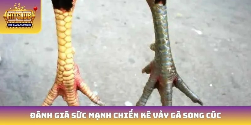 Đánh giá sức mạnh chiến kê vảy gà song cúc