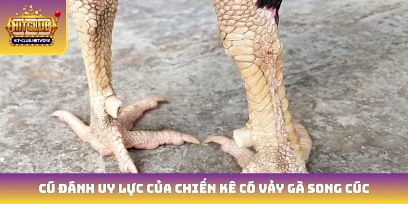 Cú đánh uy lực của chiến kê có vảy gà song cúc