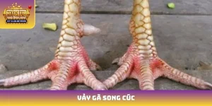 Vảy Gà Song Cúc